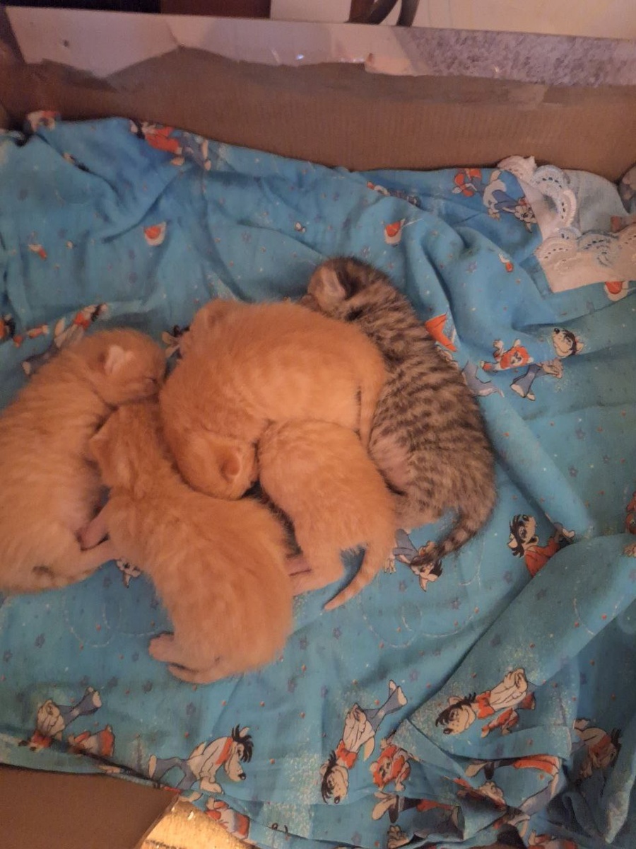 Сладкие пирожочки 🥰