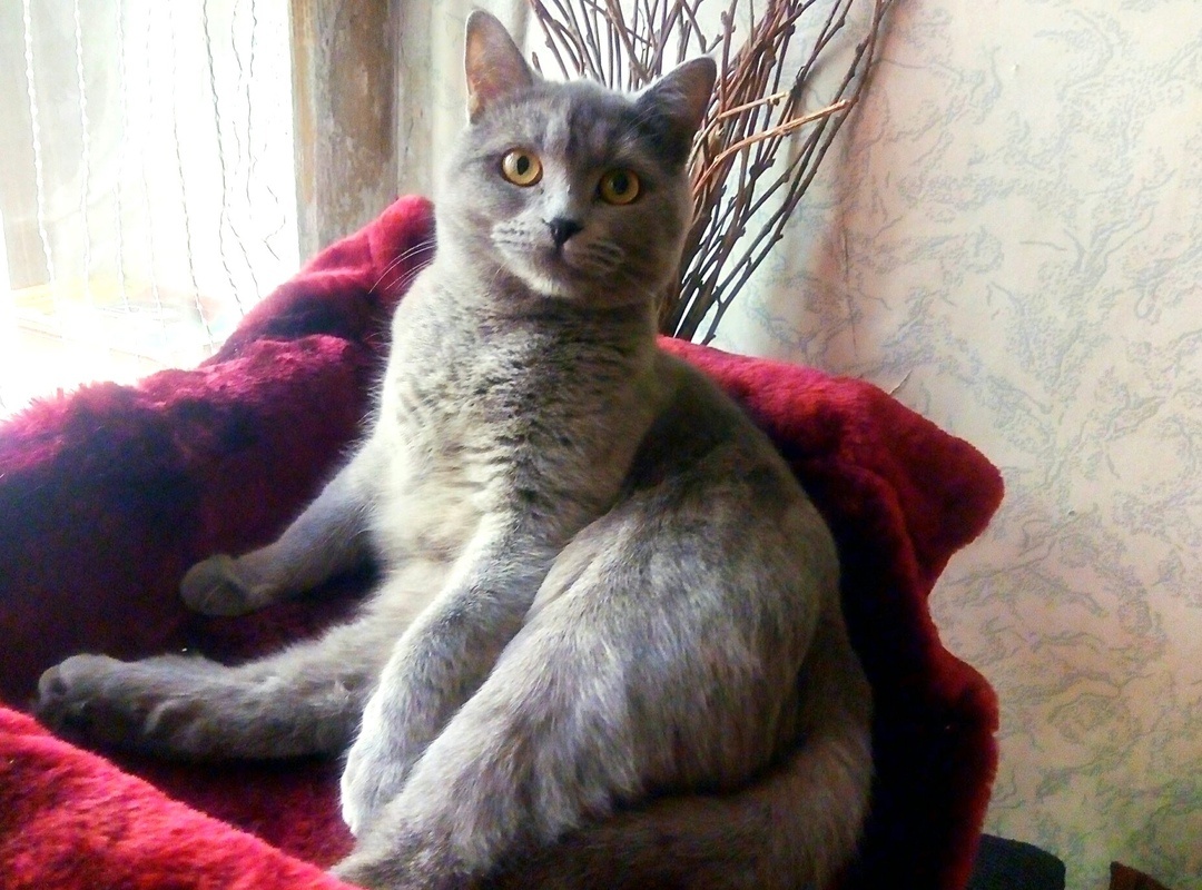 Лучшее снотворное - это кошка! Фото автора