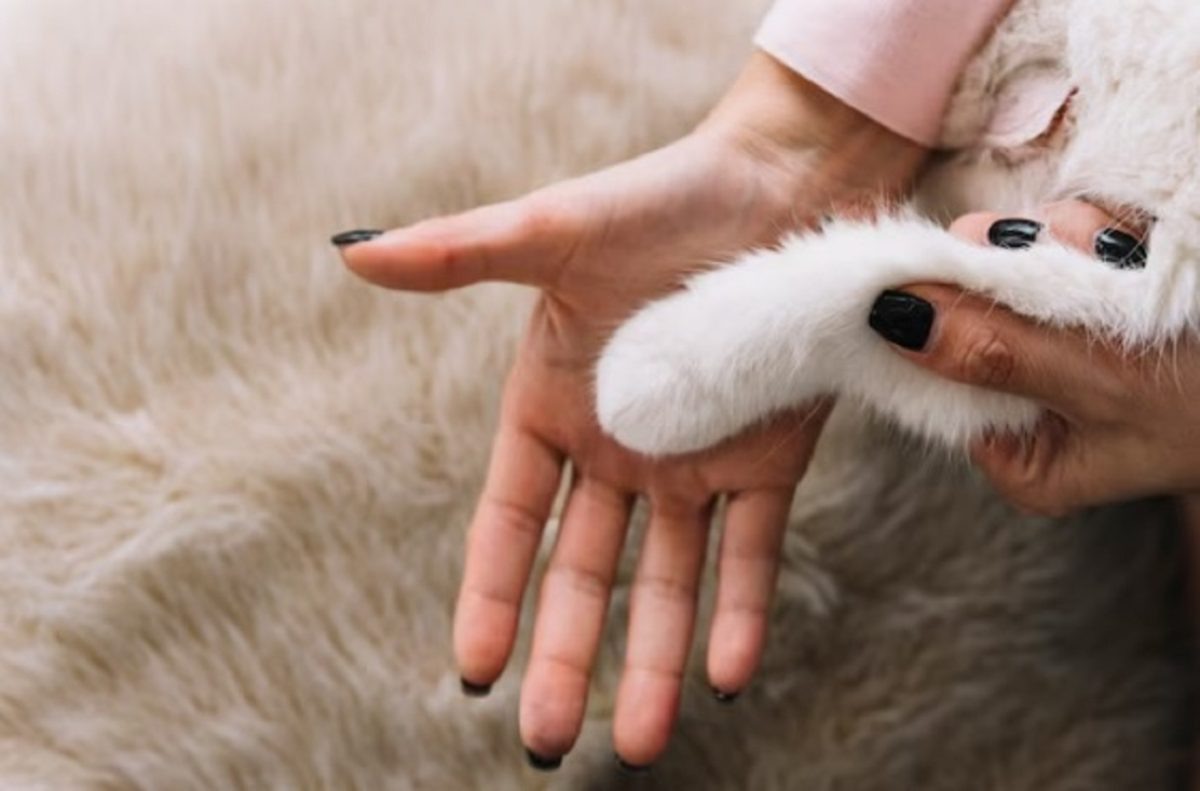    У избранницы брутального котика обязатльно должен быть маникюр