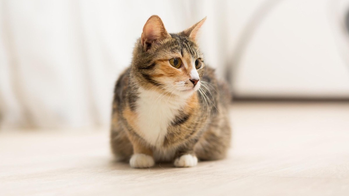    Молодая кошка беременна в первый раз