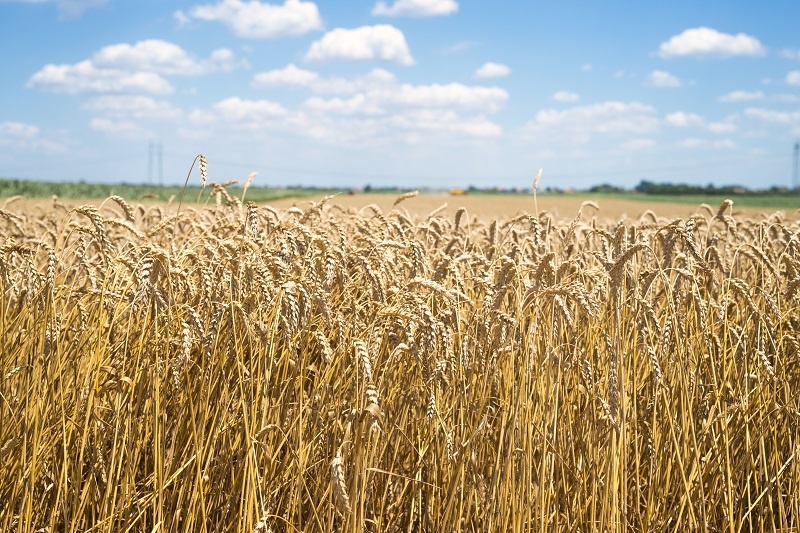    Фото: aleksandarlittlewolf/Freepik