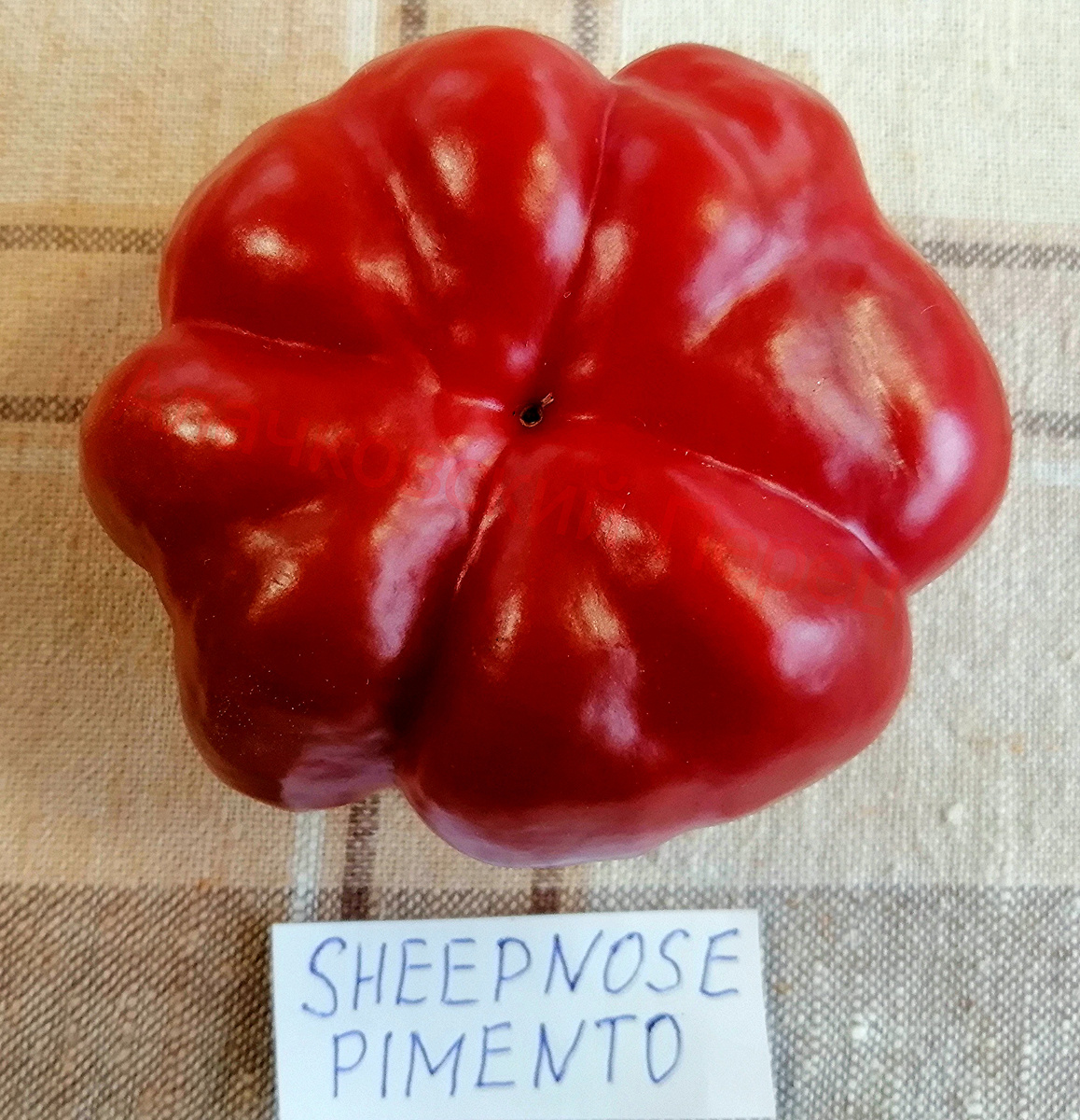 Sheepnose Pimento (Нос овечки)