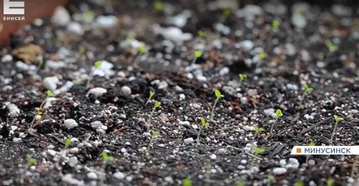     Садоводы на юге Красноярского края приступили к посеву семян цветов и овощей