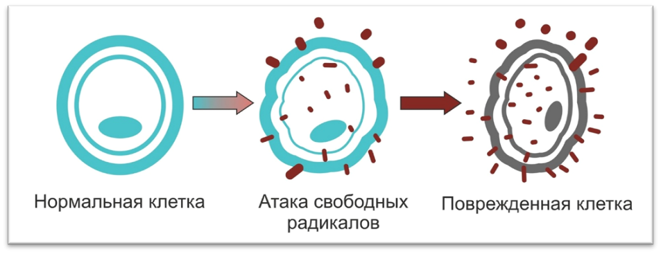    Вот так свободные радикалы разрушают здоровые клетки, делая их не функциональными