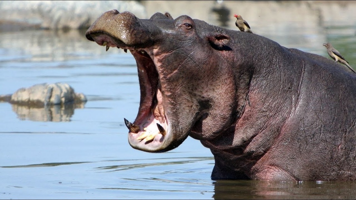 Фото взято из открытого источника.