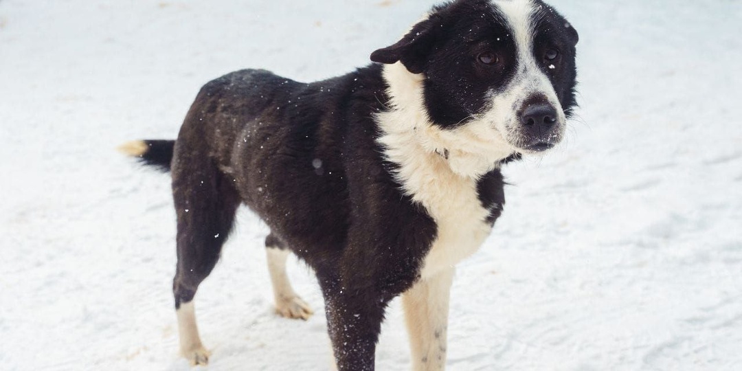 С щенячьего возраста живёт в приюте...