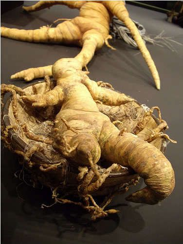 Корень мандрагоры. Источник изображения: сайт Pinterest