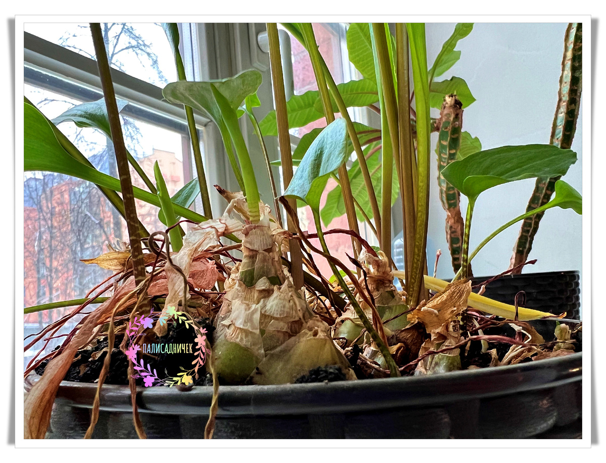 Дримиопсис? Говорят, да, дримиопсис. Я до сегодняшнего дня знать не знала, что за растение такое, но волею судеб прохожу мимо него по лестнице больницы, в условиях дневного стационара которой проходит обследование мой сын. Ежедневно. Вторую неделю подряд. И смотрю. И влюбляюсь с каждым днём всё сильнее. Ну классный же какой!! Листатйте вправо, там ещё фоточки есть ➡️➡️