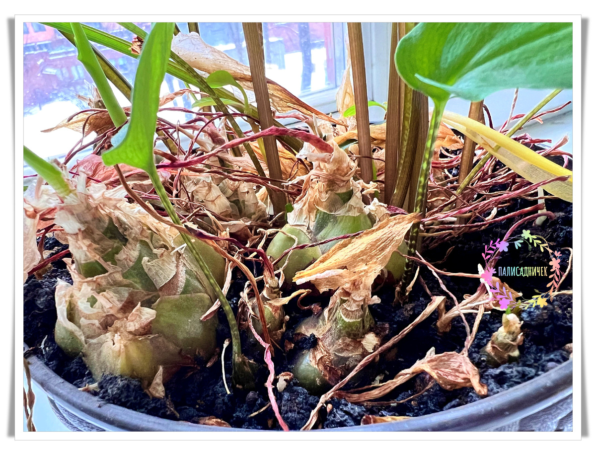 Луковички суперские же? Листайте ещё, там общий план. ➡️➡️