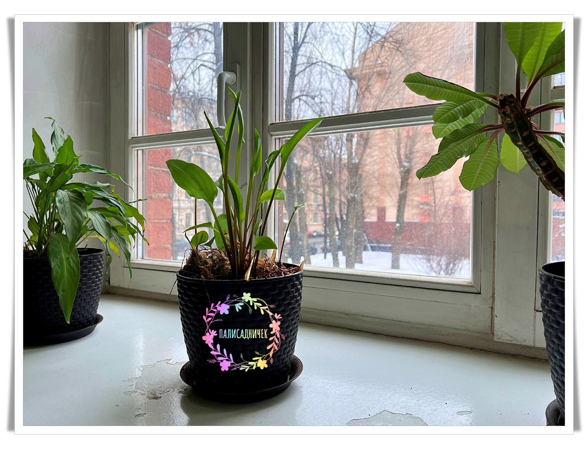 Вот такой он. В больничке. 