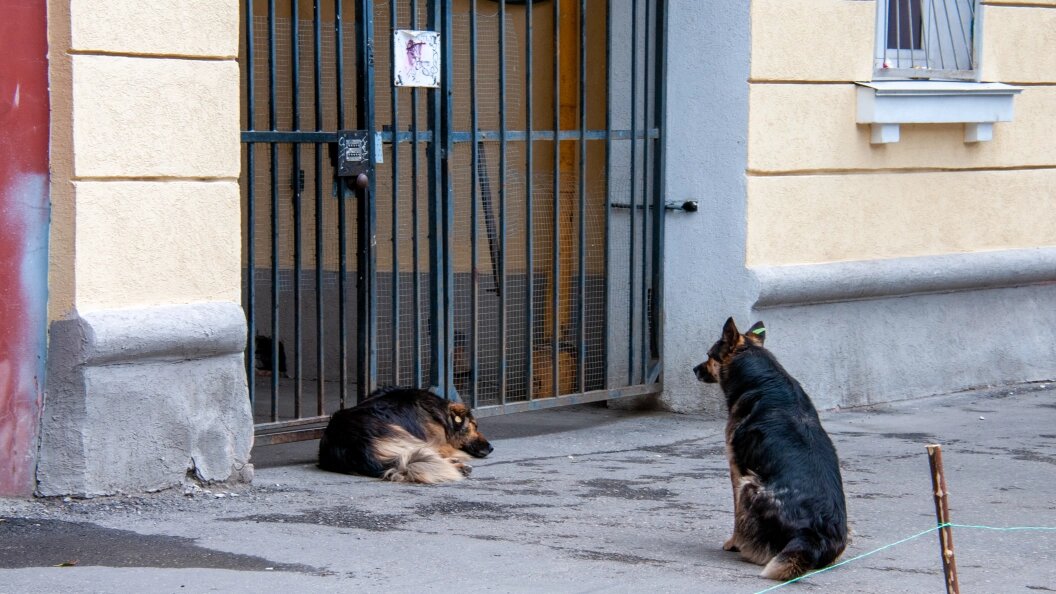    © Svetlana Vozmilova/Globallookpress