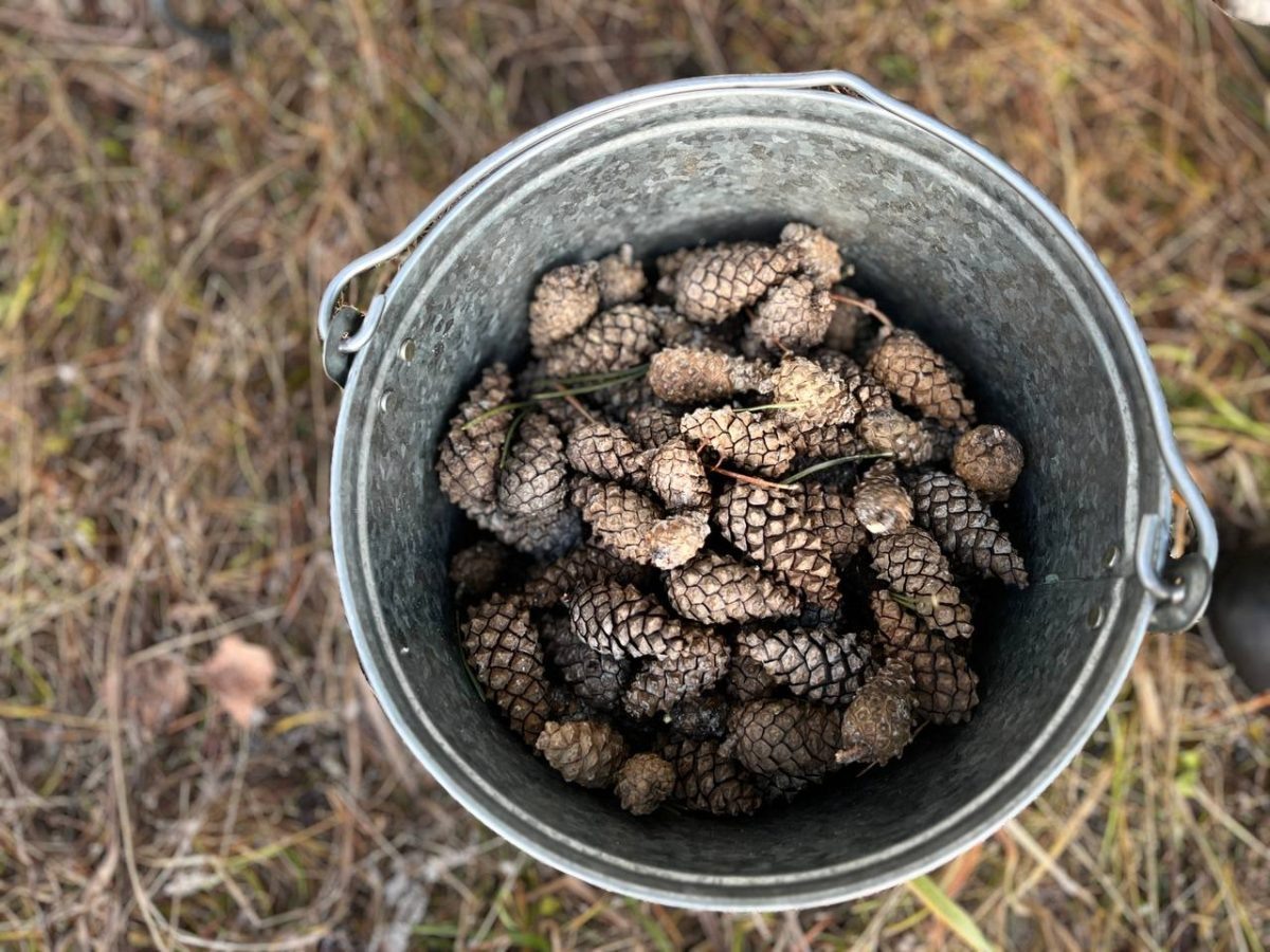    В Нижегородской области собрали 15 тонн шишек для переработки