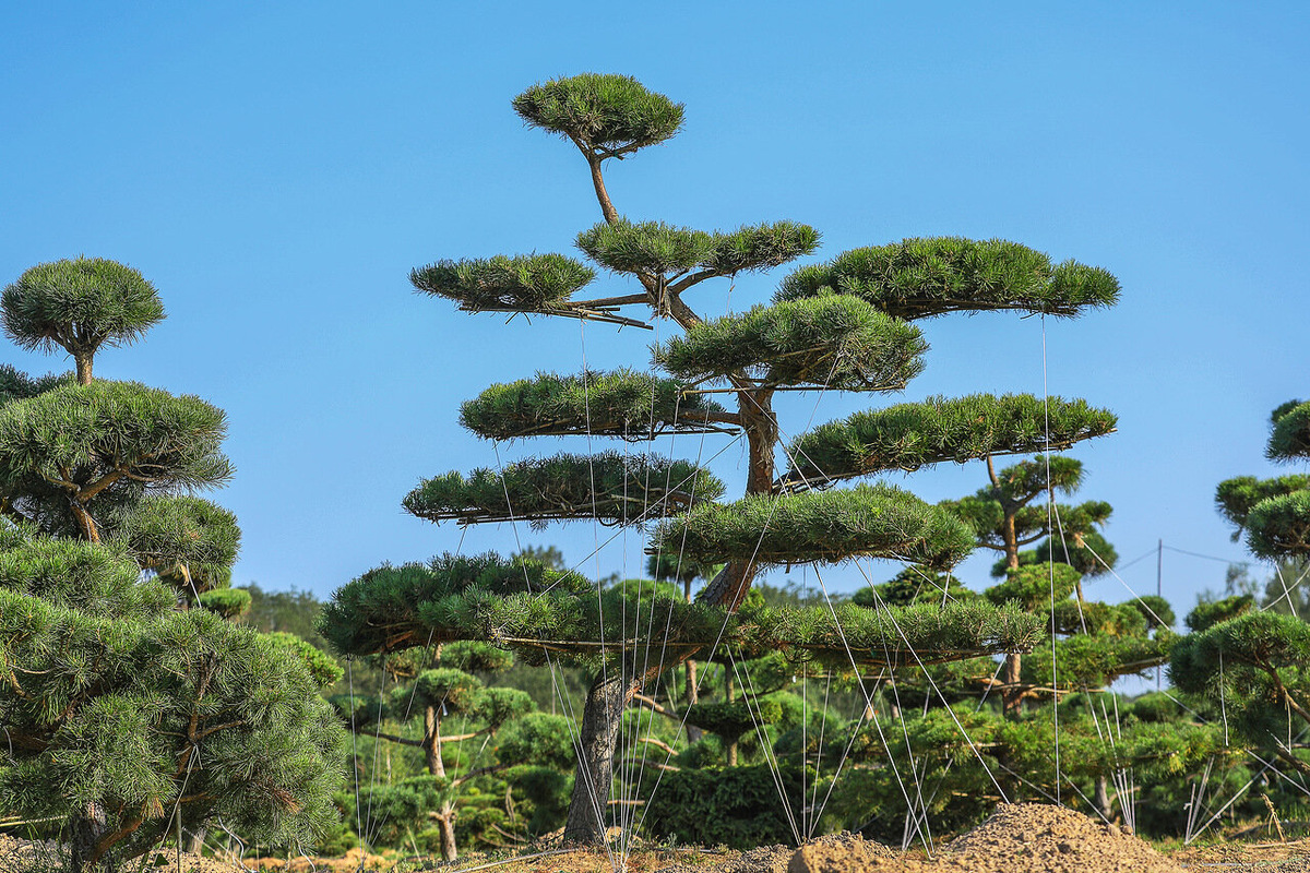 Ниваки, формированнный из сосны