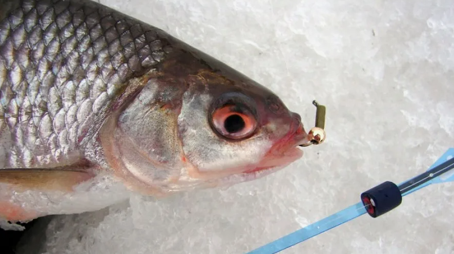 Плотва пойманная на мормышку. Источник фото voblery.net