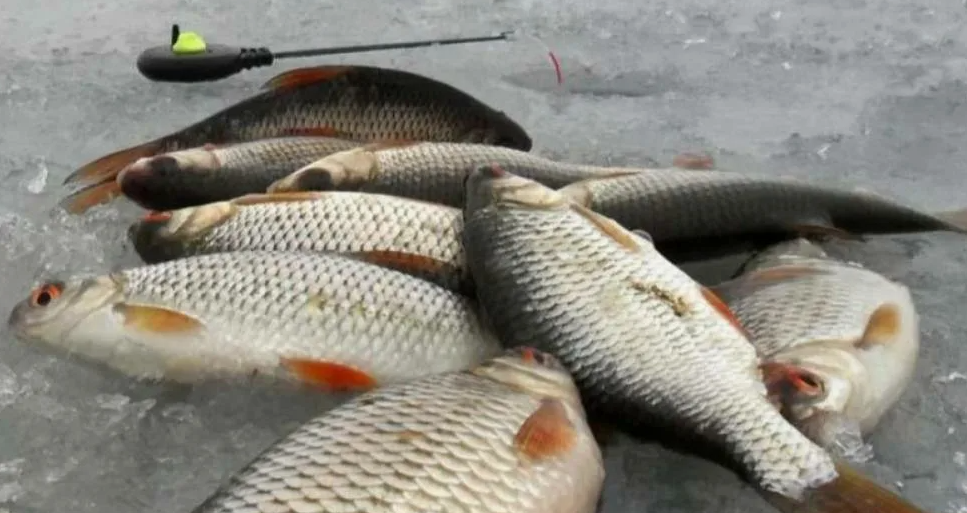 Плотва пойманная зимой из лунки на мормышку. Источник фото profrybolov.ru