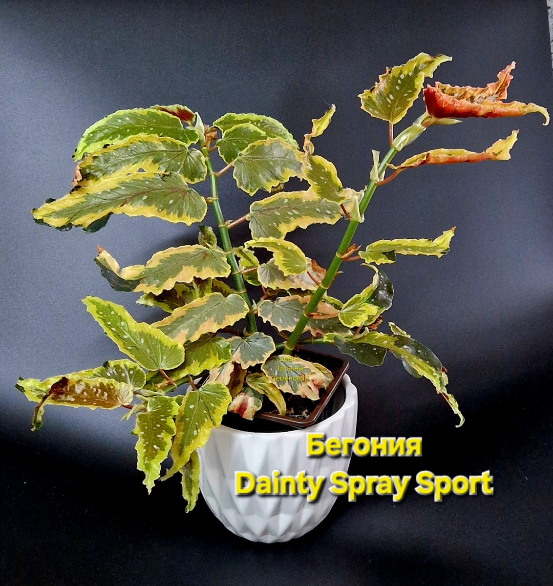 Автор фото Татьяна Семёнова. Частная коллекция цветов. #Бегония_Dainty_Spays_Sport 