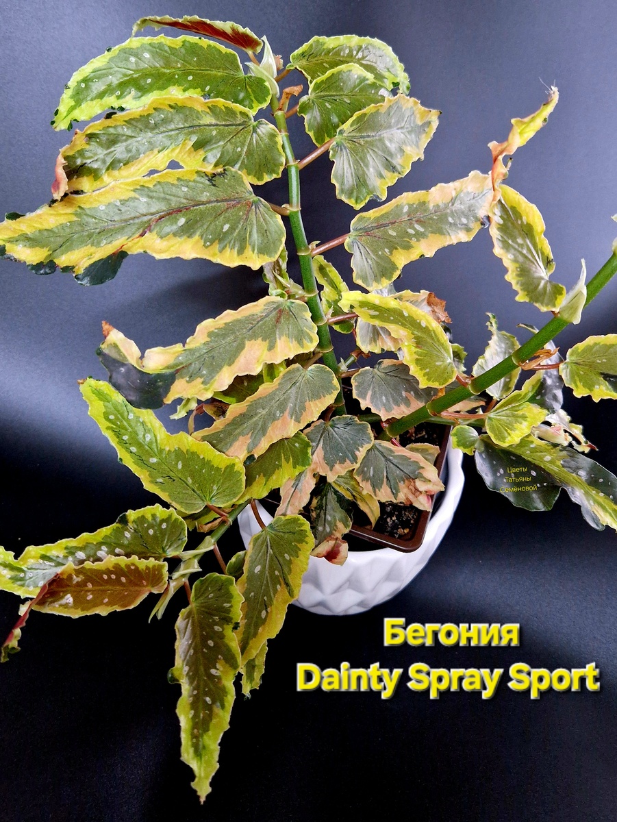 Автор фото Татьяна Семёнова. Частная коллекция цветов. #Бегония_Dainty_Spays_Sport  