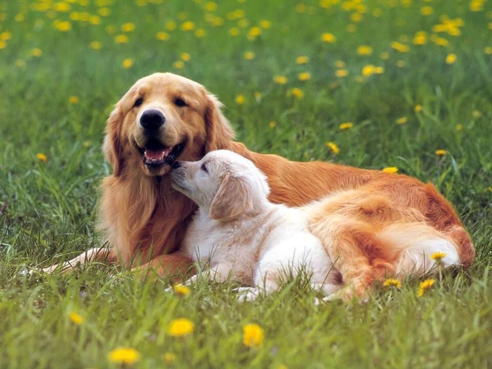 источник фото: https://i.pinimg.com/originals/2f/c4/6d/2fc46d2b4263a7f57e1a6cacb9756995.jpg