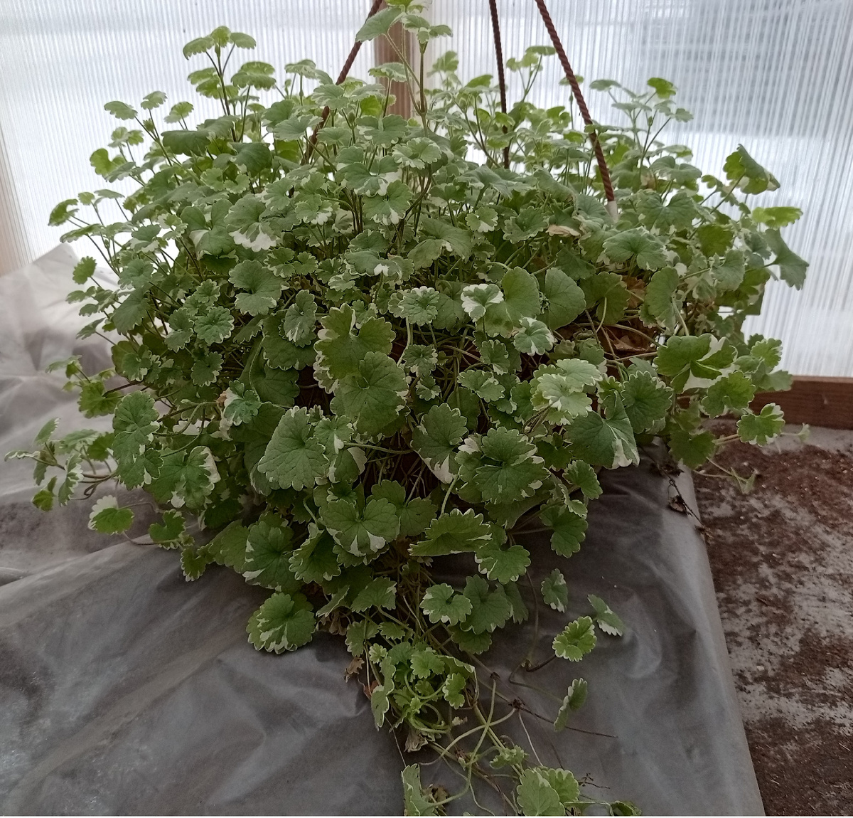 зимой в кашпо