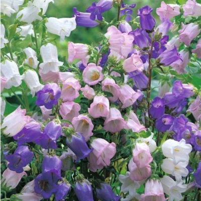 Колокольчик садовый