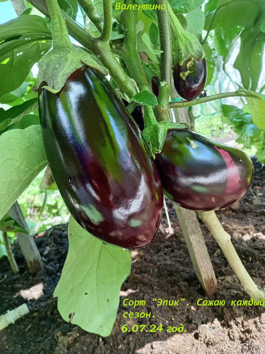 В 2024 году опора, удерживающая  сорт  "Эпик", не выдержала нагрузки тяжёлых плодов.