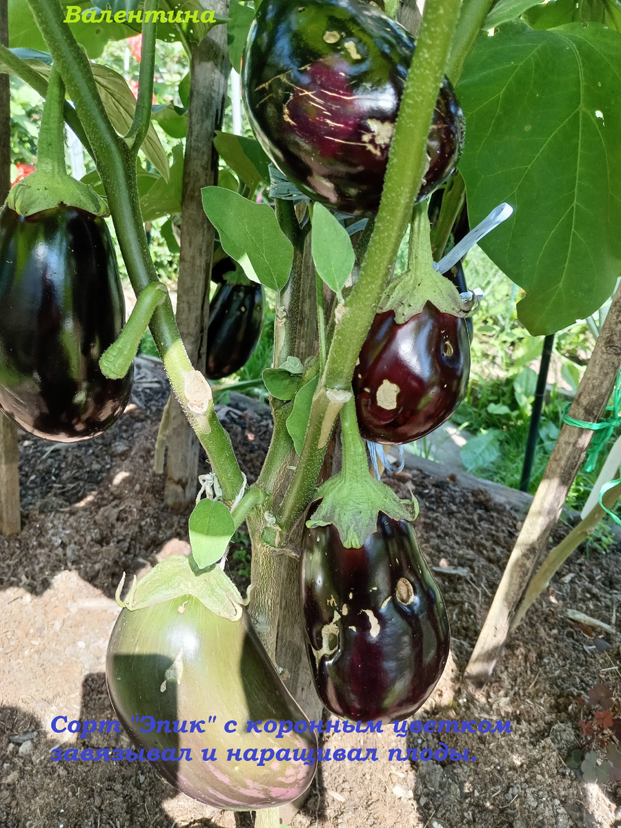 В начале вегетации в открытом грунте повреждался слизнями.