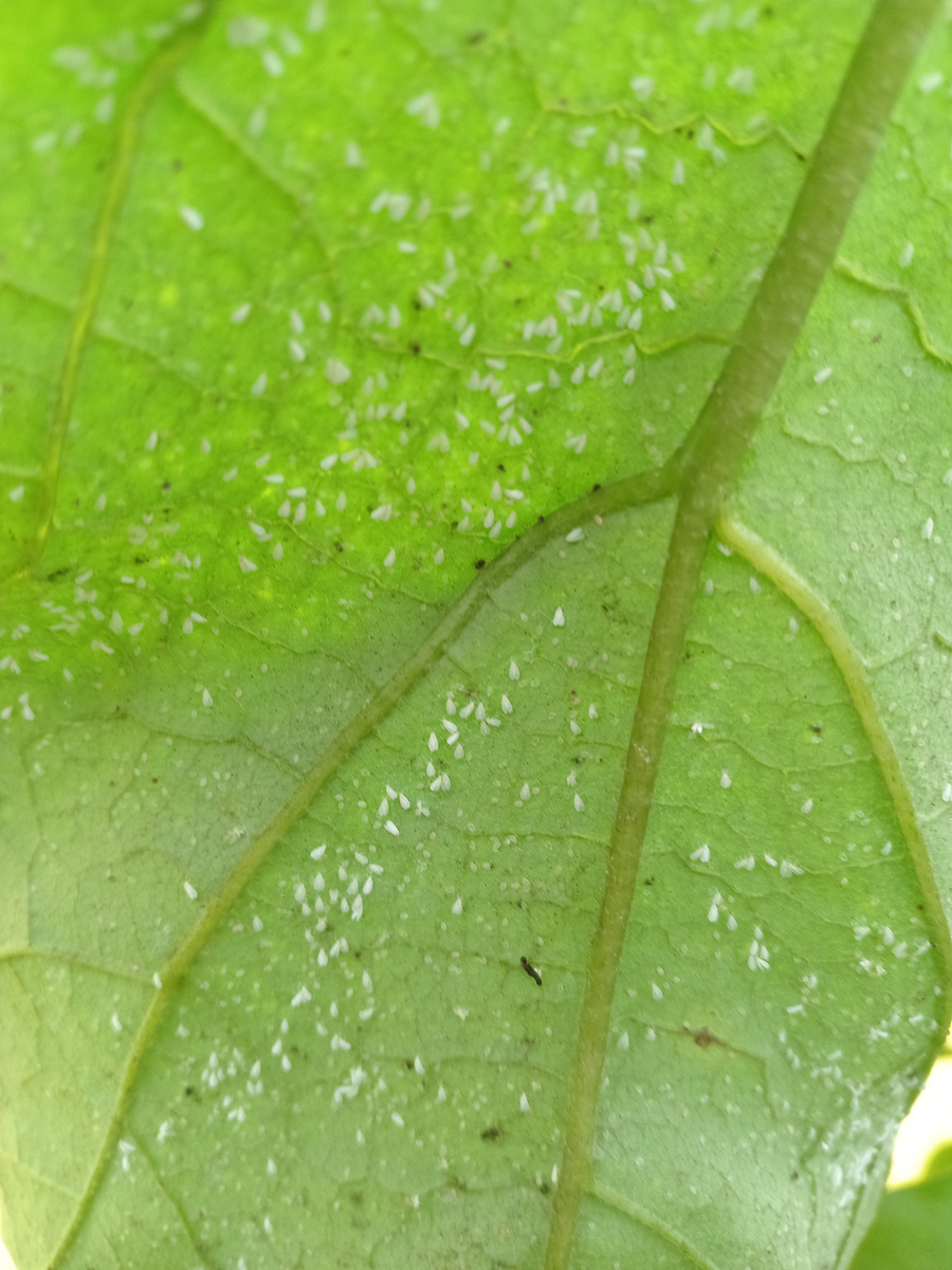 Белокрылка на листьях сорта "Эпик".