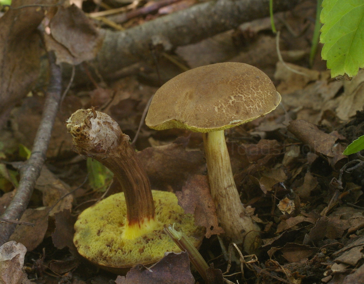 Вот такое благородство (фото И.Лебединского)
