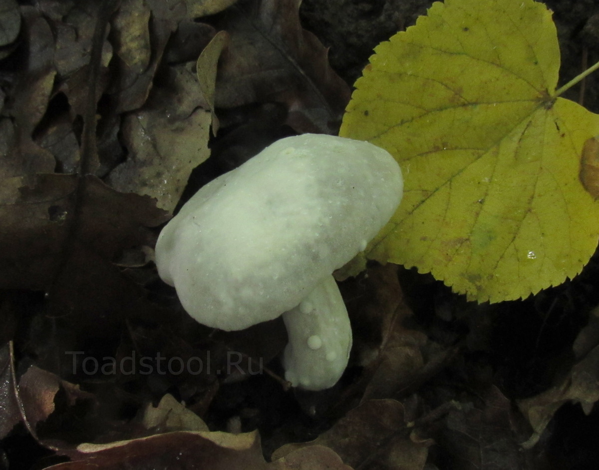 Тот же вид моховика, наглухо убитый гипомицесом (фото И.Лебединского)