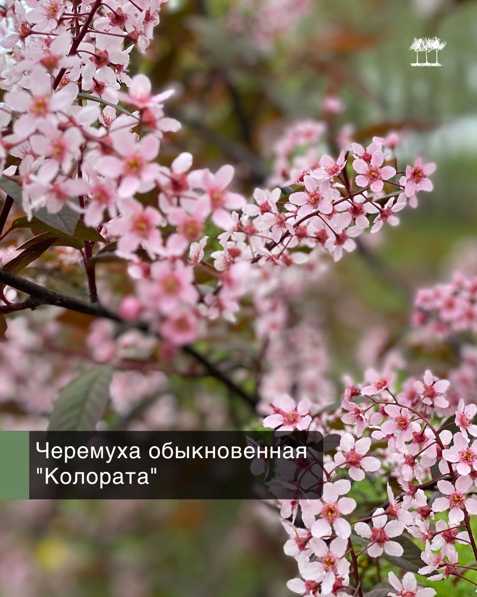 Черемуха обыкновенная "Колората"