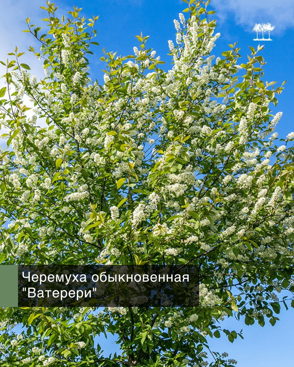 Черемуха обыкновенная "Ватерери"