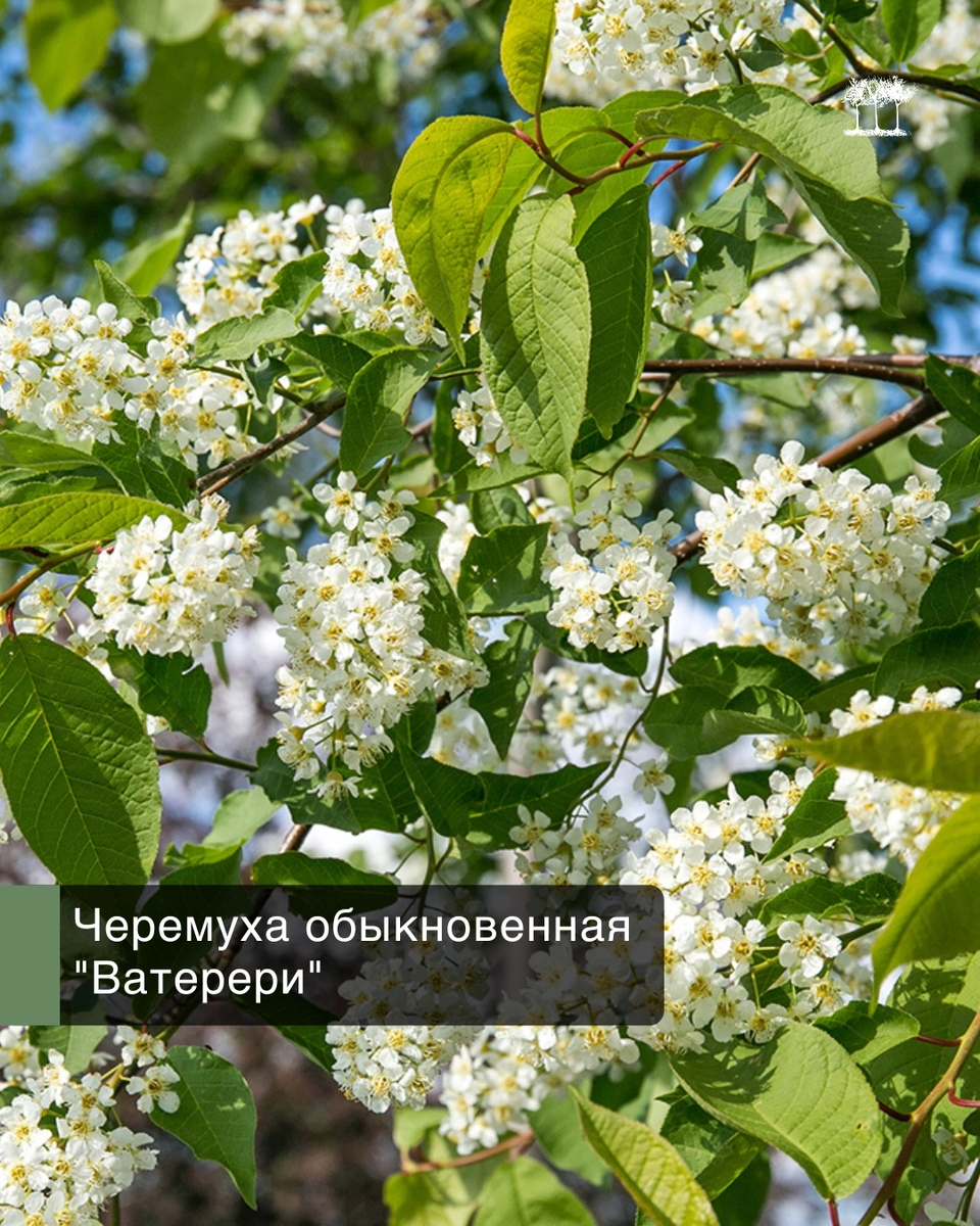 Черемуха обыкновенная "Ватерери"