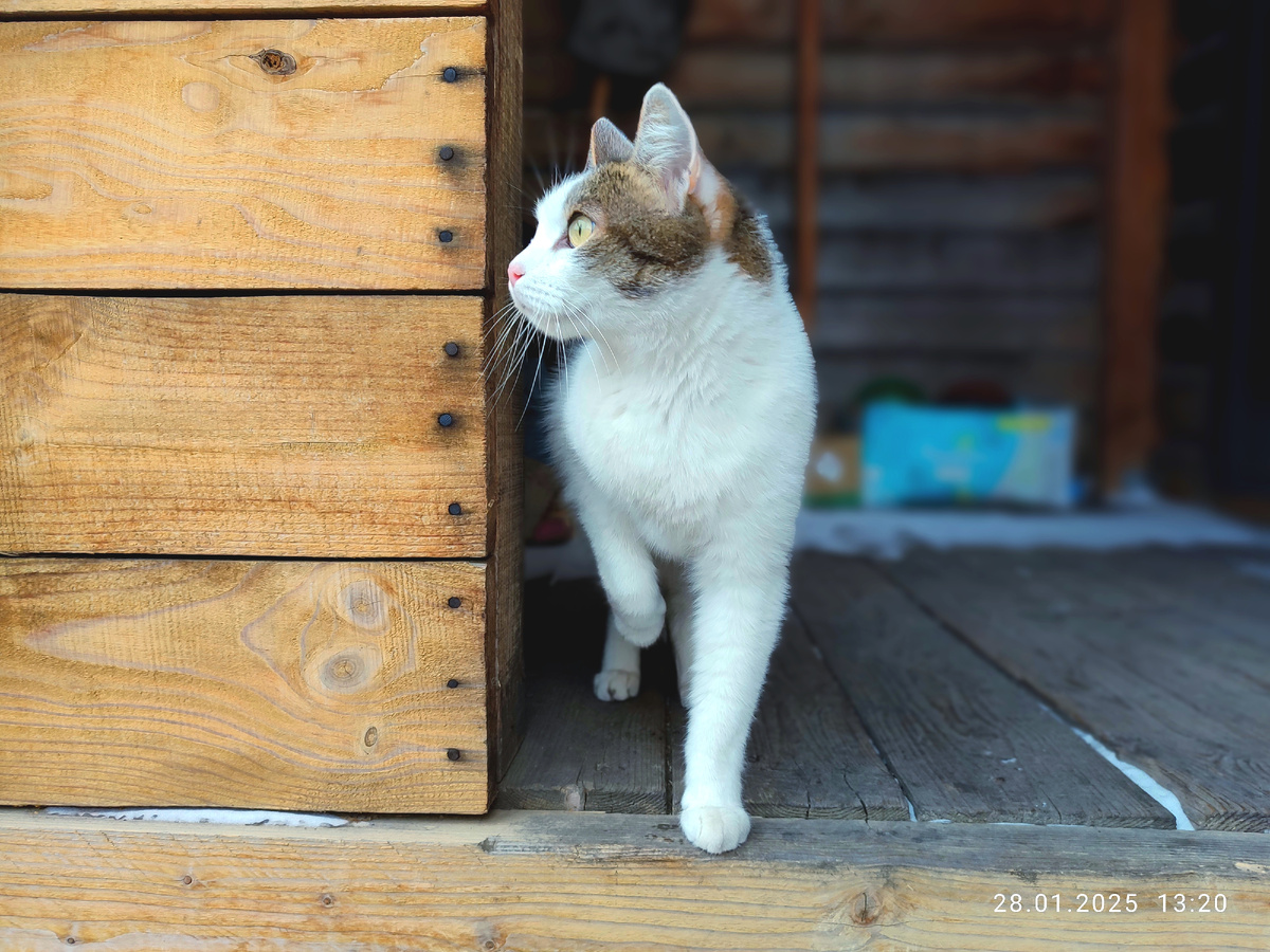 Ещё один поджиматель лап, которого бессердечная хозяйка прямо на мороз выгнала