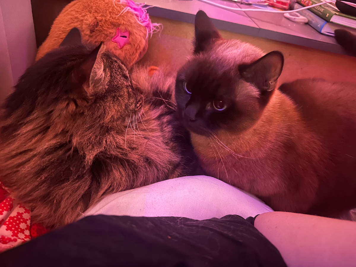 Кошка Буся и кот Васька муж и жена )