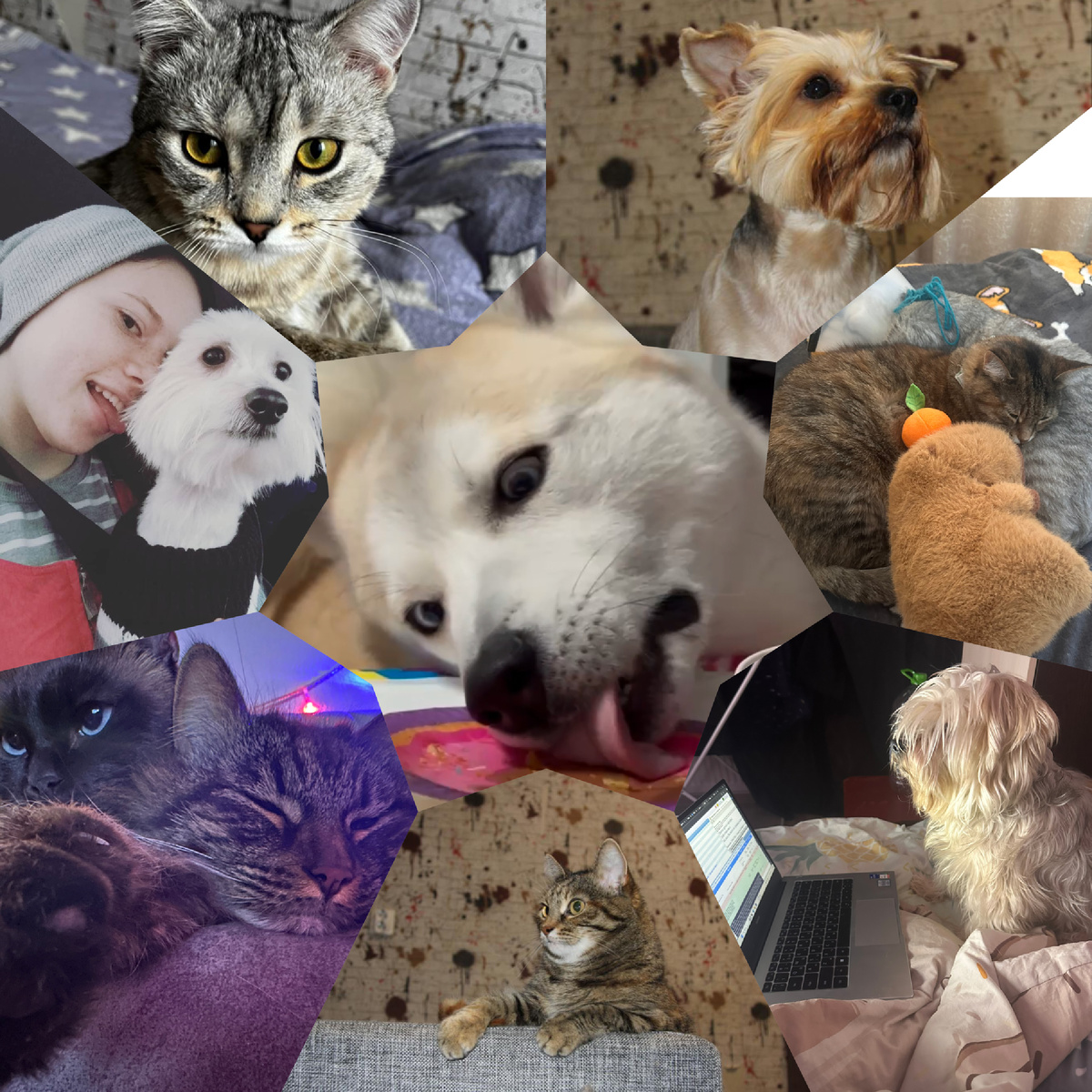 Наша пушистая семейка 