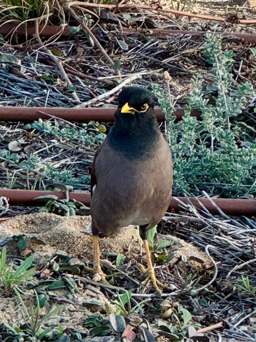 Птица «Майн», Израиль 🇮🇱 