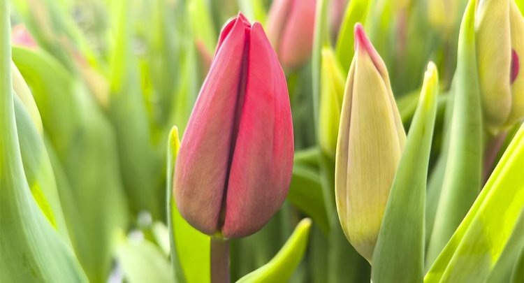    Как выбрать хороший букет к праздникам любви, рассказали эксперты ФГБУ «ЦОК АПК»