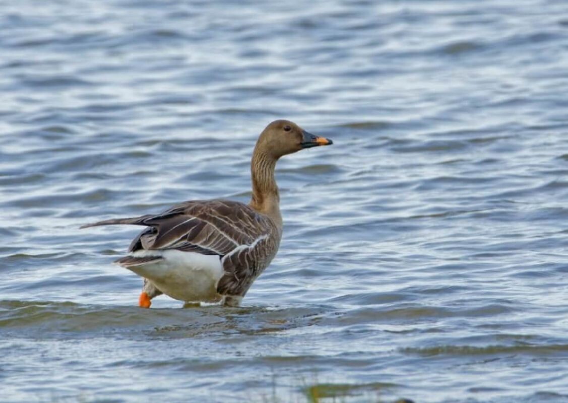 Гуменник. Фото: Виктор Чекан/Астраханский биосферный заповедник