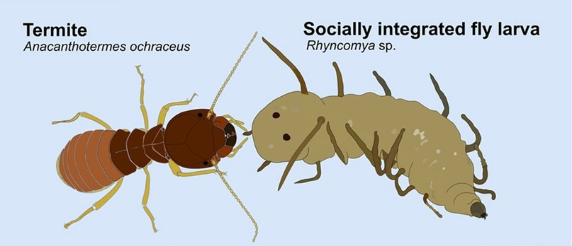 Сравнение термитов (слева) и личинок нового вида мух (справа).