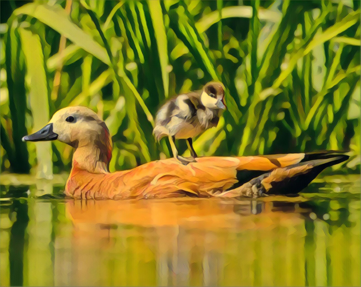 Мама утка с утёнком