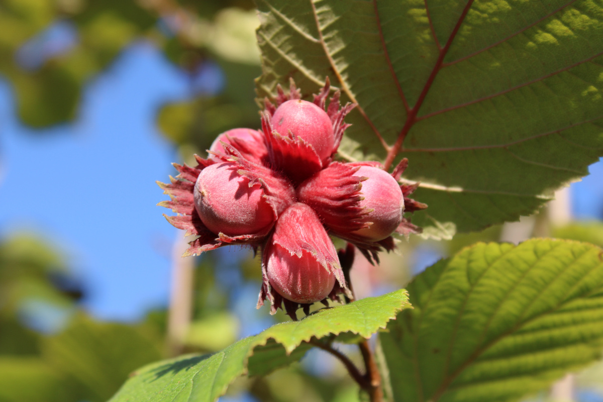 На фото лещина обыкновенная Атропурпуреа (Atropurpurea)
