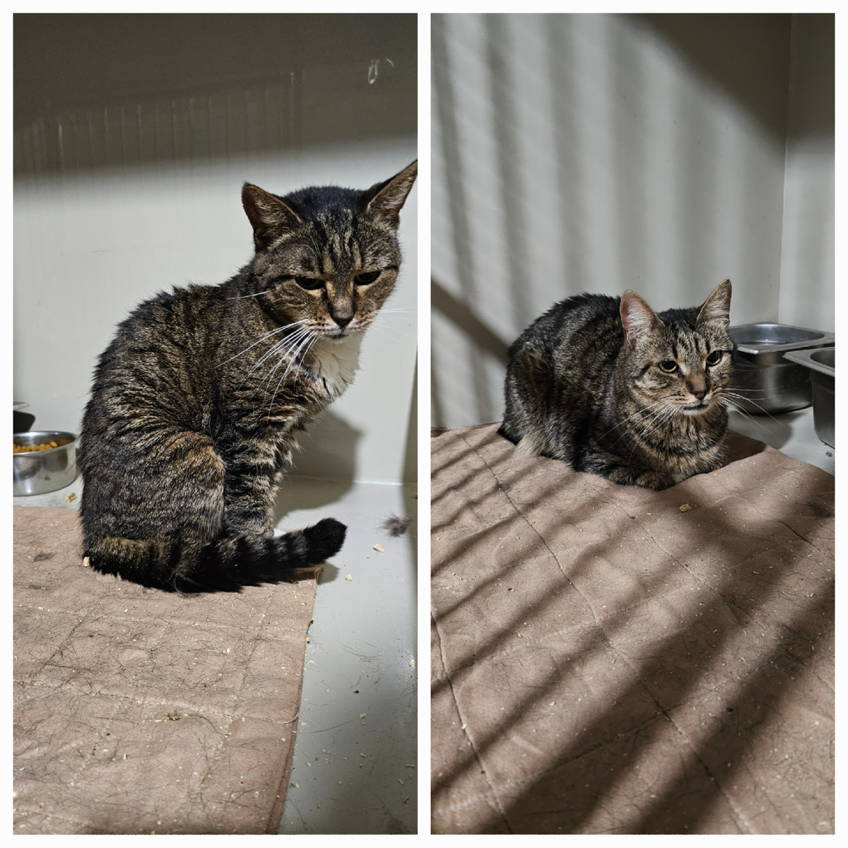 Фото автора. Маргоше и Мо стало плохо, отказались от еды, тошнит.