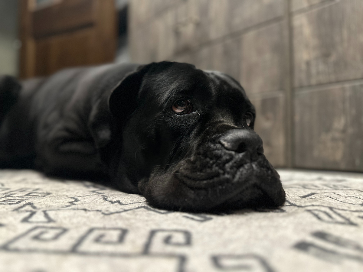 Нора Антоновна в мыслях о мошенниках