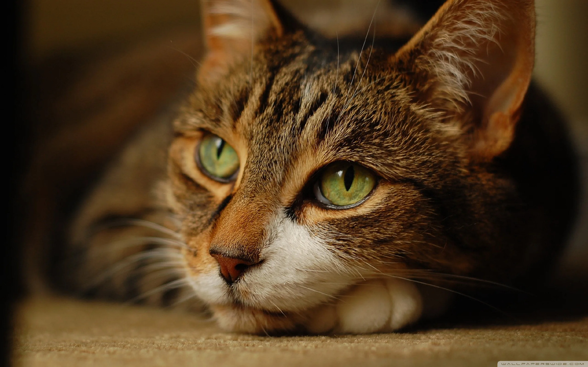 Лайма.Из свободного истояника.