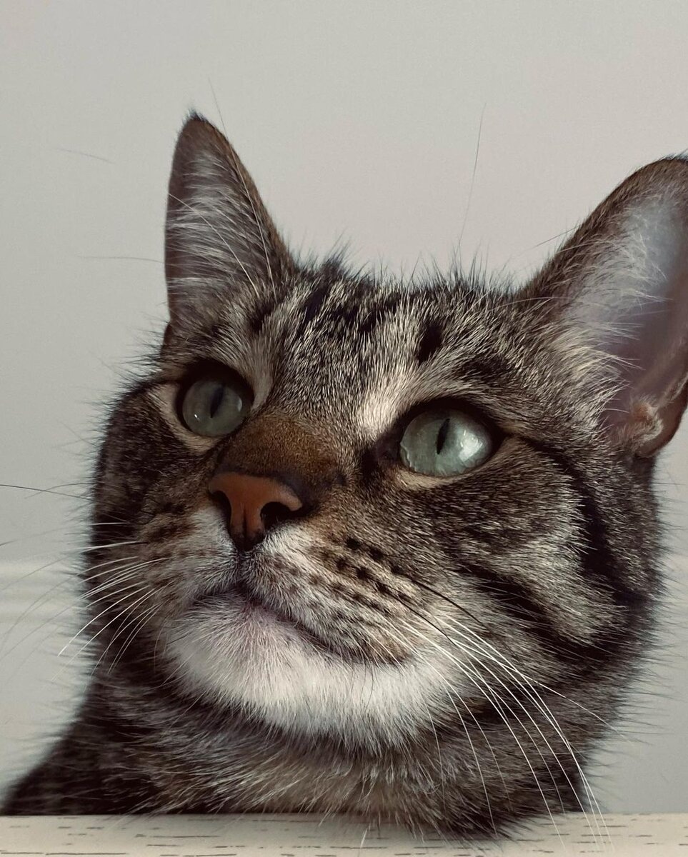 Машка крысобойка. Из свободного источника.