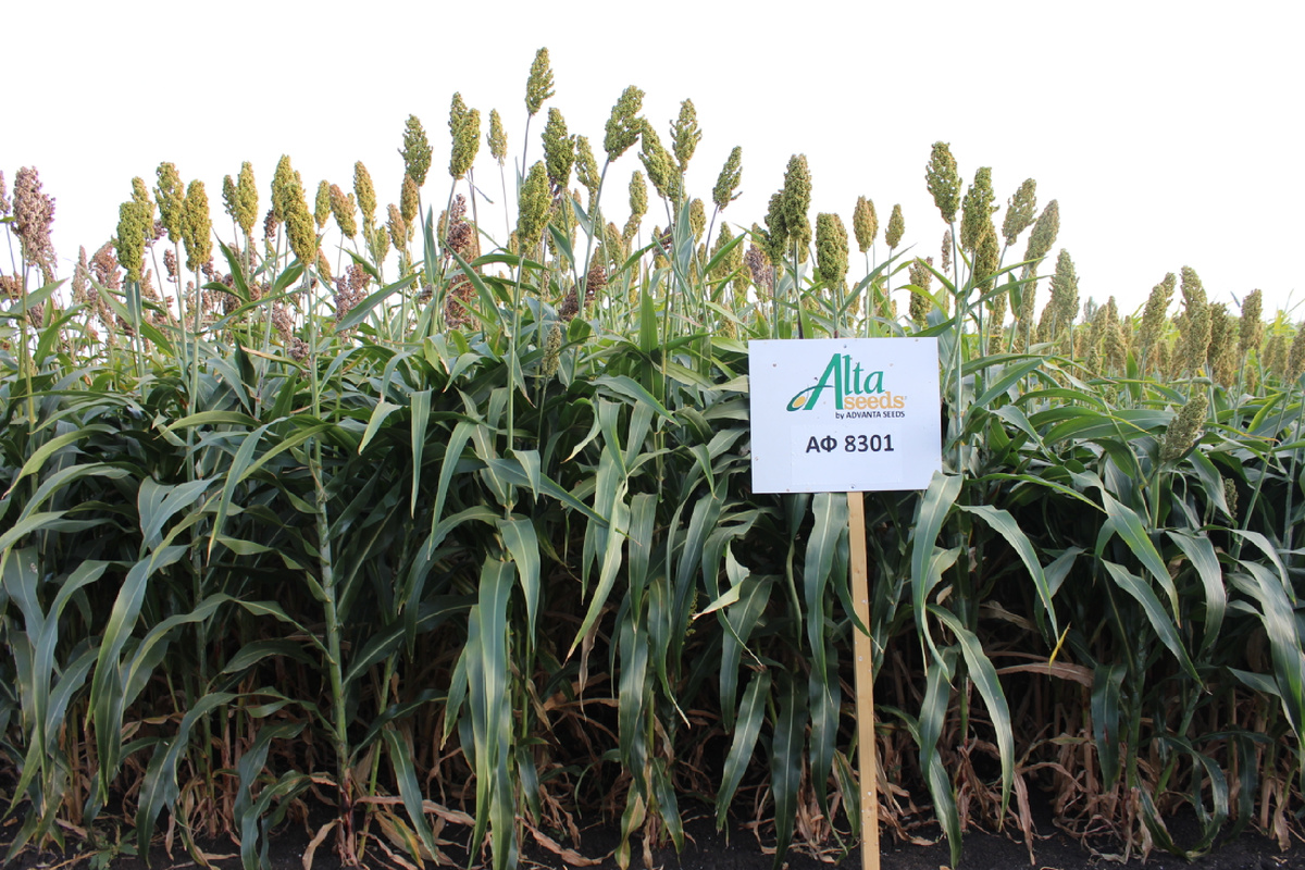 Сорго силосное АФ8301