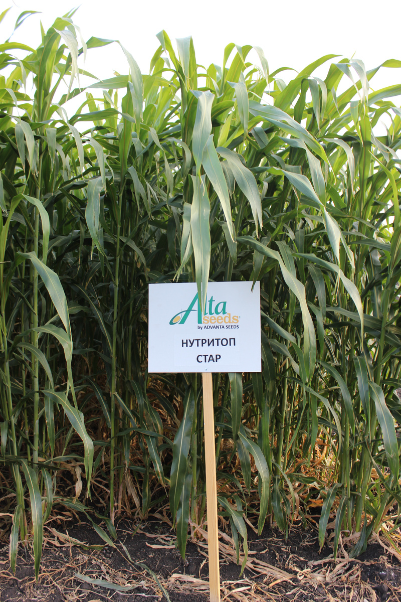Сорго-суданковый гибрид Нутритоп Стар