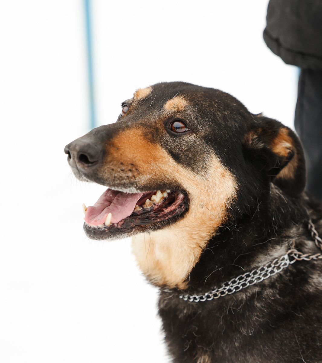 Нос - изюминка Астры