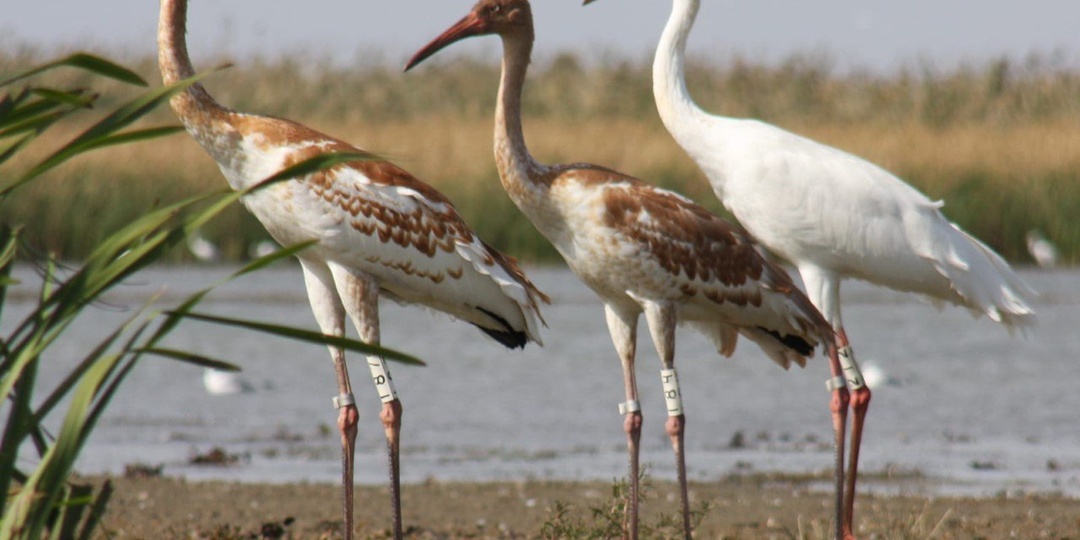 Учёные объединятся для сохранения популяций белого журавля