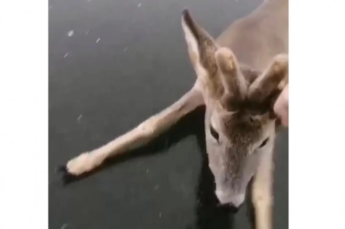    Житель Невельского района спас попавшую в беду косулю